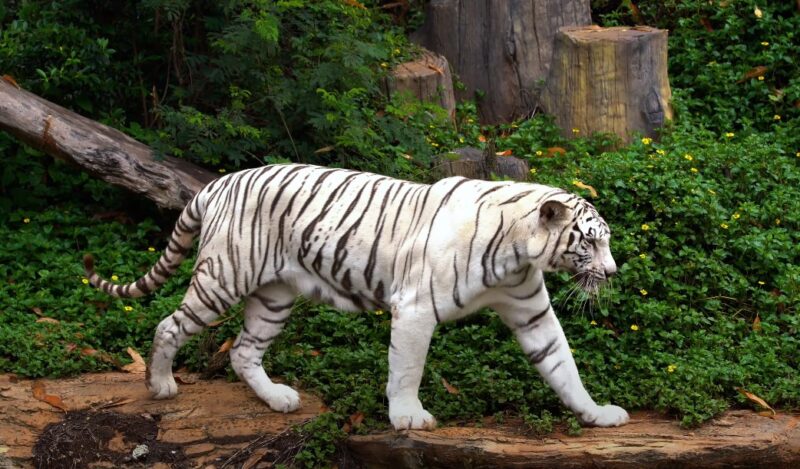 Spiritual meaning white tiger dream