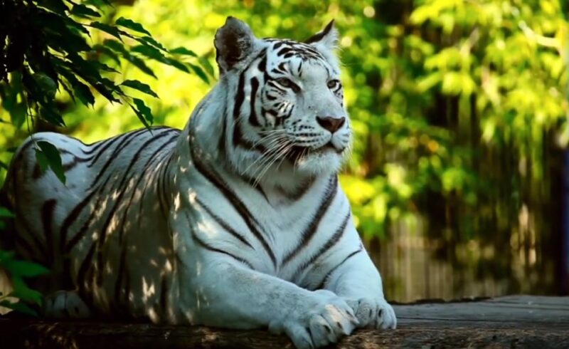 White tiger dream interpretation