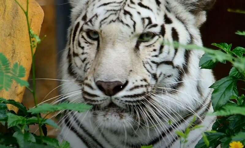 White tiger in dreams