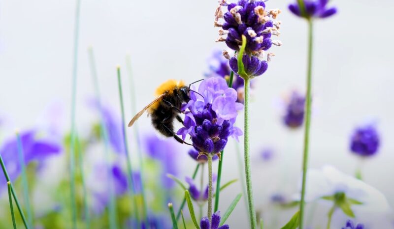 Bees in dreams significance