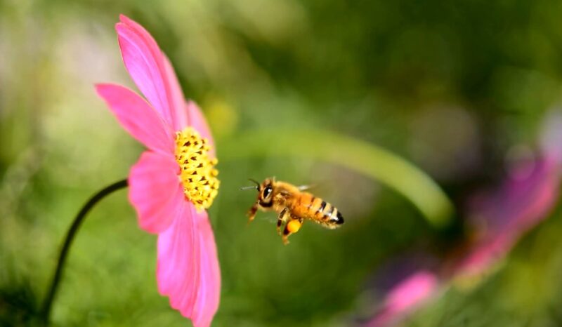 Spiritual meaning of bee dreams