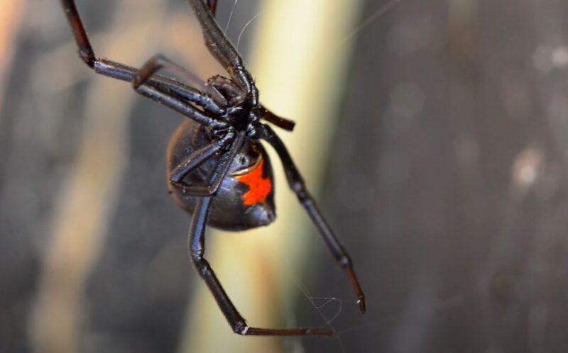 Black widow spider dream meanings