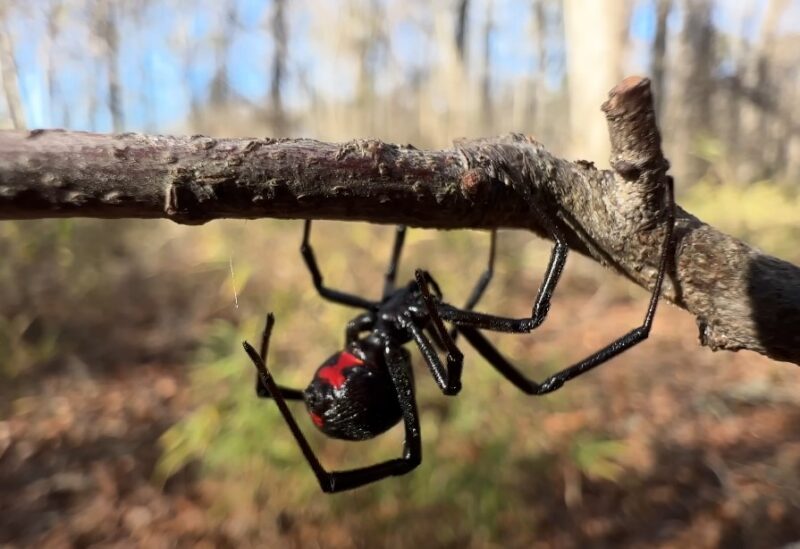 Black widow spider dreams explained