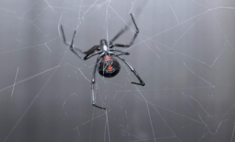 Dream interpretation black widow spiders