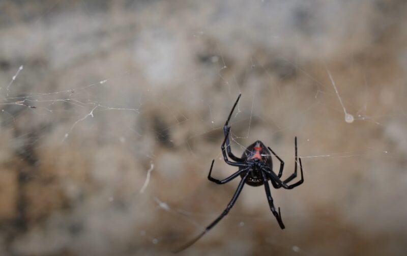 Symbolism of black widow spiders in dreams