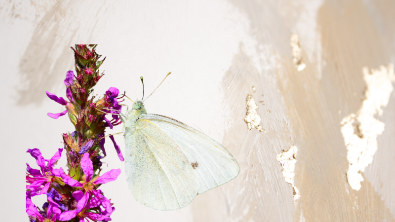 White butterfly in the dram